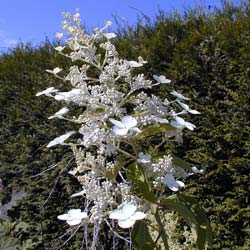 Hortensia de panículas 'Unique'